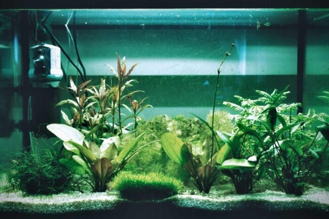 Wasserpflanzen im Aquarium