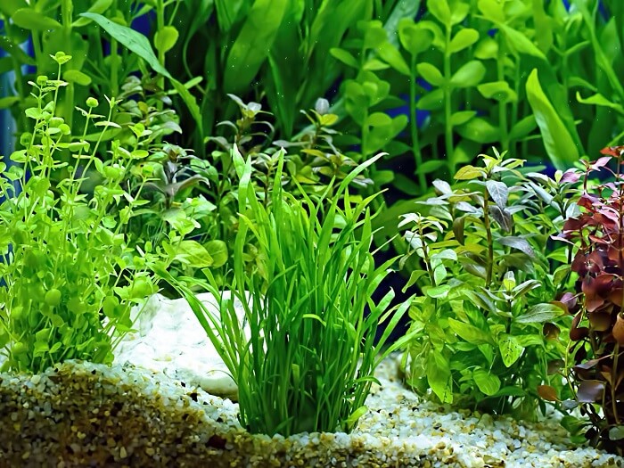 Nitrat Aquarium Pflanzen