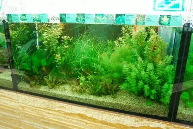 Viele Pflanzen im Aquarium