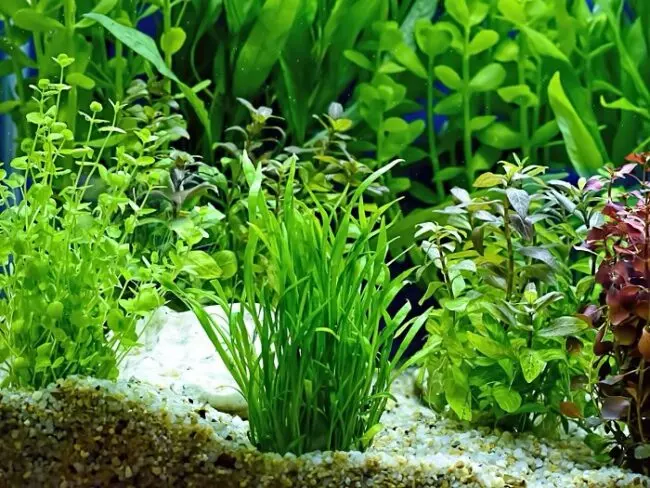 Aquariumpflanzen
